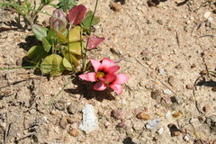 Romulea eximia