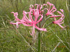 Nerine