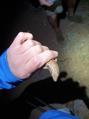 Trachylepis occidentalis