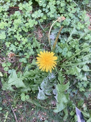 Taraxacum officinale