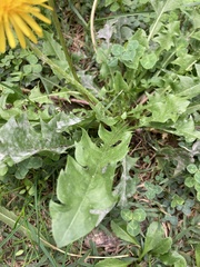 Taraxacum officinale
