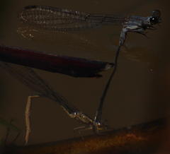 Pseudagrion salisburyense