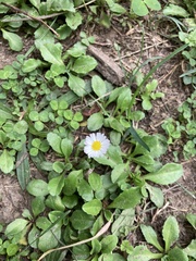 Bellis perennis