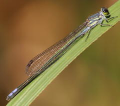 Pseudagrion salisburyense