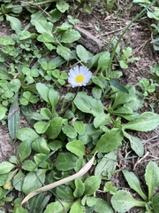 Bellis perennis