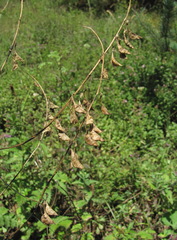 Astragalus galegiformis