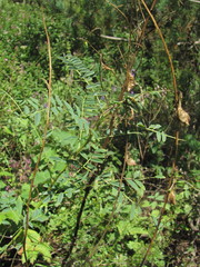 Astragalus galegiformis