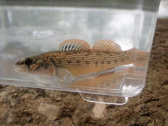Etheostoma virgatum