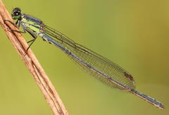 Pseudagrion spernatum natalense