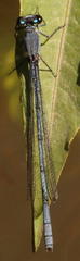 Pseudagrion spernatum natalense