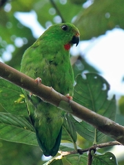 Sulawesi Hanging-Parrot photo 3