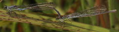 Pseudagrion spernatum natalense