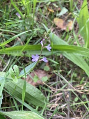 Verbena officinalis