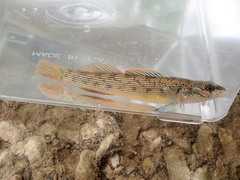 Etheostoma virgatum