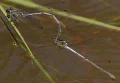 Pseudagrion spernatum natalense