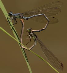 Pseudagrion spernatum natalense