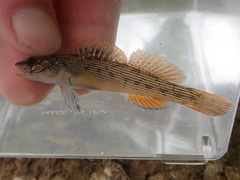 Etheostoma virgatum
