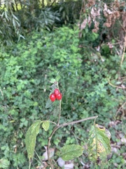 Solanum dulcamara