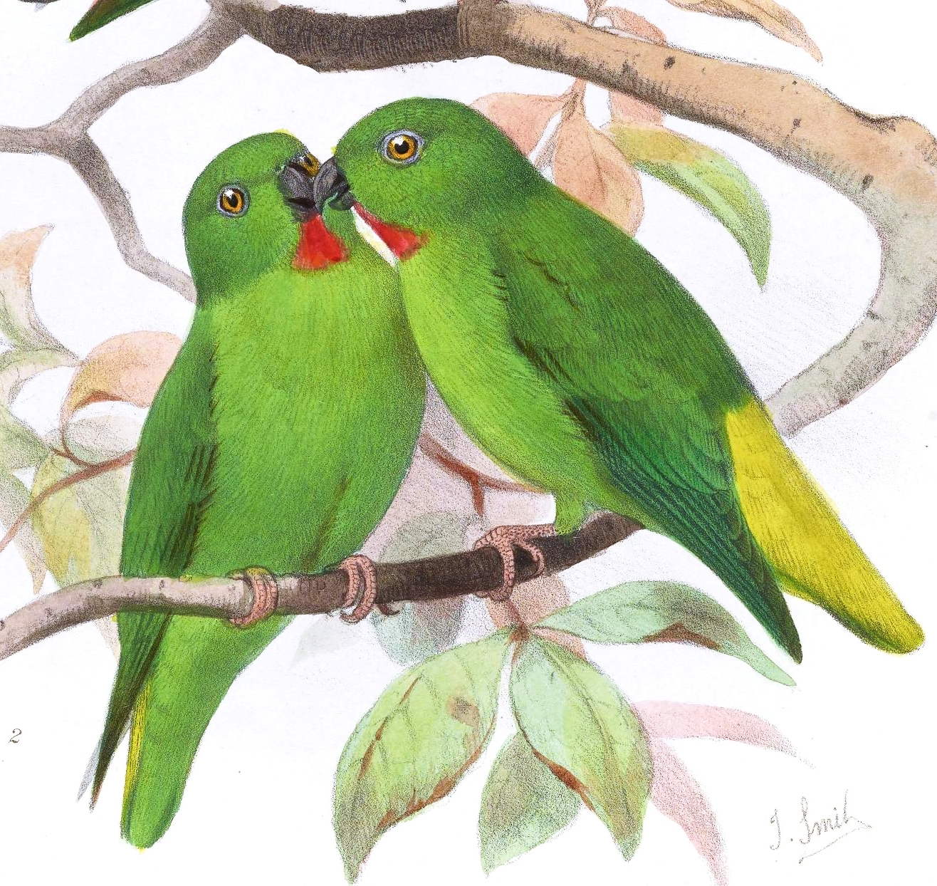 Green-fronted Hanging-Parrot illustration