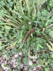 Plantago lanceolata