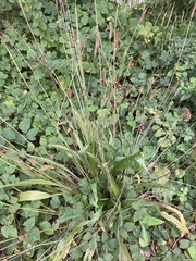 Plantago lanceolata