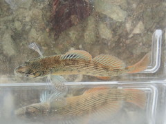 Etheostoma virgatum