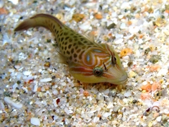 Lepadogaster lepadogaster