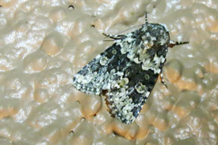 Lacinipolia strigicollis