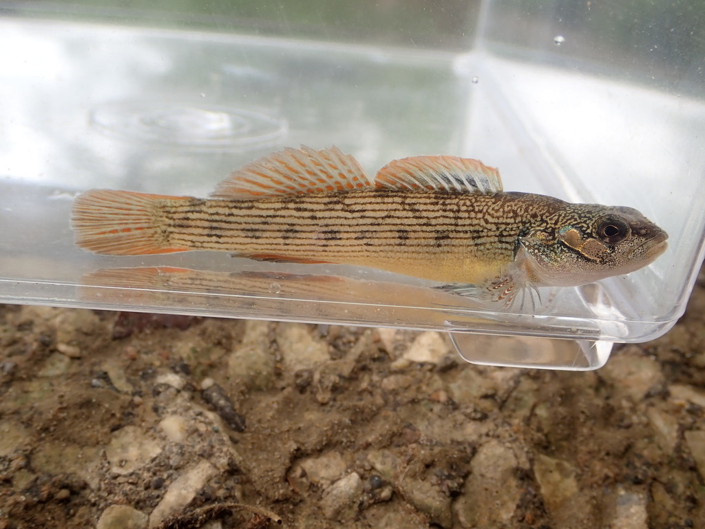 Striped Darter