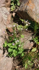 Jamesbrittenia pristisepala