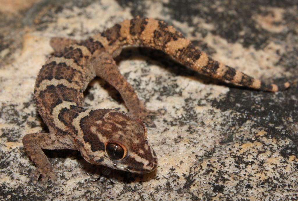 Southern Rough Gecko