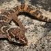 Smith's Thick-toed Gecko - Photo (c) Alex Rebelo, some rights reserved (CC BY-NC), uploaded by Alex Rebelo