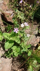 Jamesbrittenia pristisepala