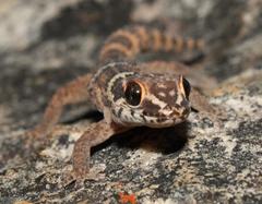 Pachydactylus formosus