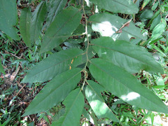 Piper tuberculatum