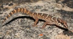 Pachydactylus formosus