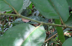 Piper tuberculatum