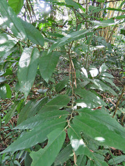 Piper tuberculatum