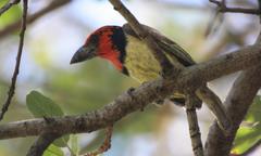 Lybius torquatus torquatus