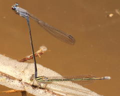 Pseudagrion salisburyense