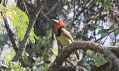 Lybius torquatus torquatus