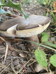 Tylopilus alboater