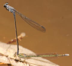 Pseudagrion salisburyense