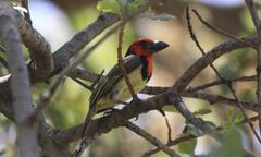 Lybius torquatus torquatus