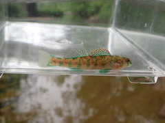 Etheostoma baileyi