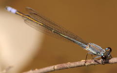 Pseudagrion salisburyense