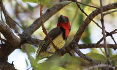 Lybius torquatus torquatus