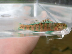 Etheostoma baileyi