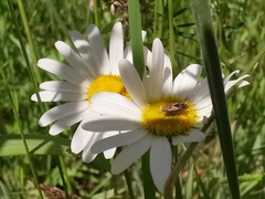 Trapezonotus ullrichi