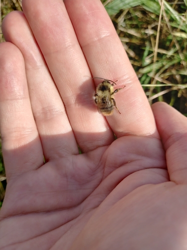 Shrill Carder-Bumble bee, Sittingbourne, UK, photo 8 of 10